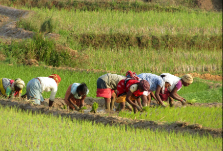 The Cabinet approves MSP for 14 Kharif crops; farmers will get Rs 2 lakh crore, Rs 35,000 crore more than last season